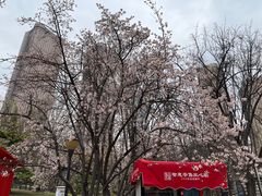 -大望京公园