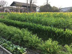 -田园东方蜜桃村的田野营地
