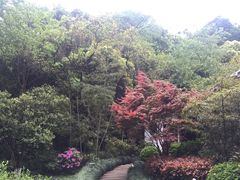 -十八棵（老龙井）御茶园(老龙井店)