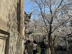 -武汉大学-樱园