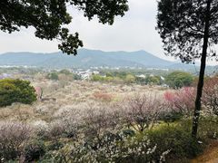 -香雪海