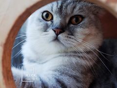 猫-拾壹cafe·工作室