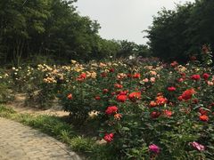 -鹅湖玫瑰文化园