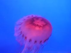 -蓬莱欧乐堡海洋极地世界
