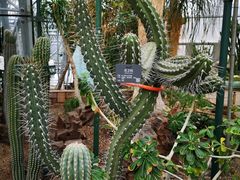 -北京植物园-展览温室