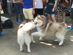 -TrueLove @ Neverland (Husky Cafe)