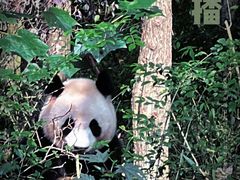 -成都大熊猫繁育研究基地