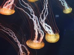 -新加坡海洋生态馆