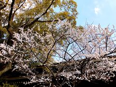 -热田神宫