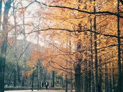 -白水寺森林公园