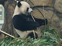 -成都动物园