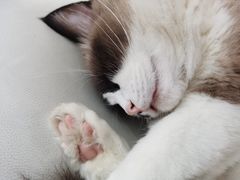-共舞时光猫咖·狗咖(新街口店)