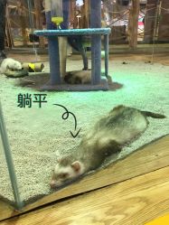 -七巧国萌宠乐园(龙湖天街店)
