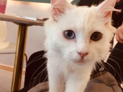-飞行喵MR PILOT|猫舍·猫咖(静安大融城店)