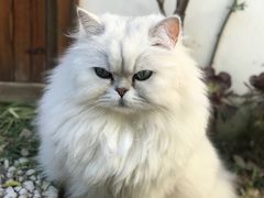 -喵屿·大理花园猫咖