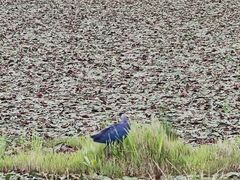 -腾冲北海湿地