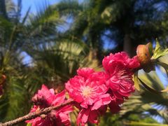 -深圳国际园林花卉博览园