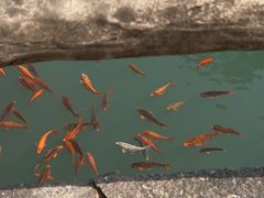 -温州永嘉书院