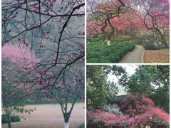 -杭州植物园