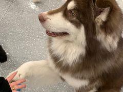 -Let's go狗咖·猫咖·奶狗·桌游(春熙路IFS店)