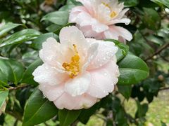 -中国科学院华南植物园