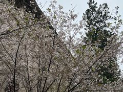 -武汉大学-樱园