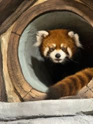 -Zoolung Zoolung动物主题公园(海信广场店)