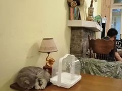 -猫色咖啡·猫咖