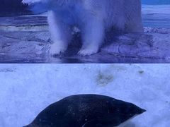 -上海海昌海洋公园