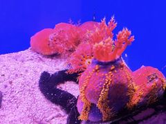-上海海洋水族馆