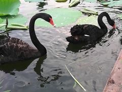 -昆山城市生态森林公园