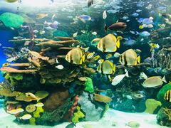 -瑞普利水族馆