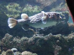 -西雅图水族馆