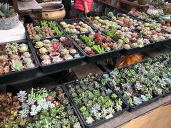 -秦美花卉(天朗·莱茵小城2期店)