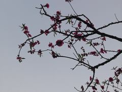 -南国桃园旅游度假区