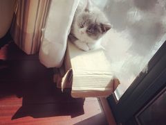 -Bastet sally猫舍购宠(静安店)