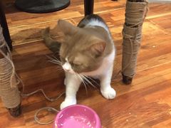 -猫小院猫主题咖啡厅(北锣店)