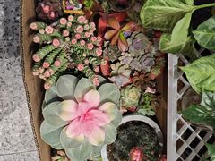 -FEI FEI FLOWER鲜花店·气球派对·宝宝宴布置(虹口德必运动Loft店)
