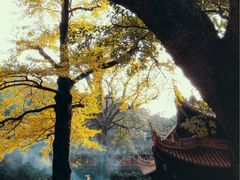 -普陀山风景名胜区-法雨禅寺