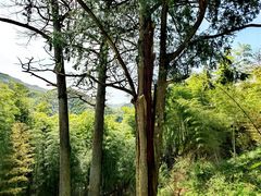 -四明山国家森林公园