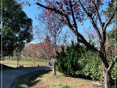 -上海海湾国家森林公园