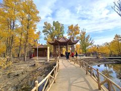 -金塔沙漠胡杨林景区