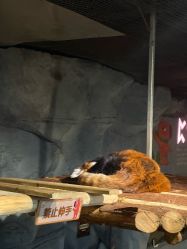 -Zoolung Zoolung动物主题公园(海信广场店)