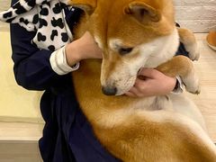 -喜柴咖啡·柴犬狗咖