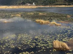-腾冲北海湿地