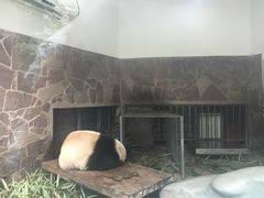 -成都大熊猫繁育研究基地