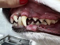 -宠福鑫康馨动物医院·骨科·眼科