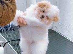 -艾贝尔宠物医院 ·内科全科(梁溪路店)