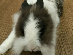 -藦茜花园宠物主题亲子互动体验馆(国顺东路店)
