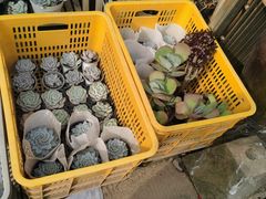 -桂林市花鸟市场